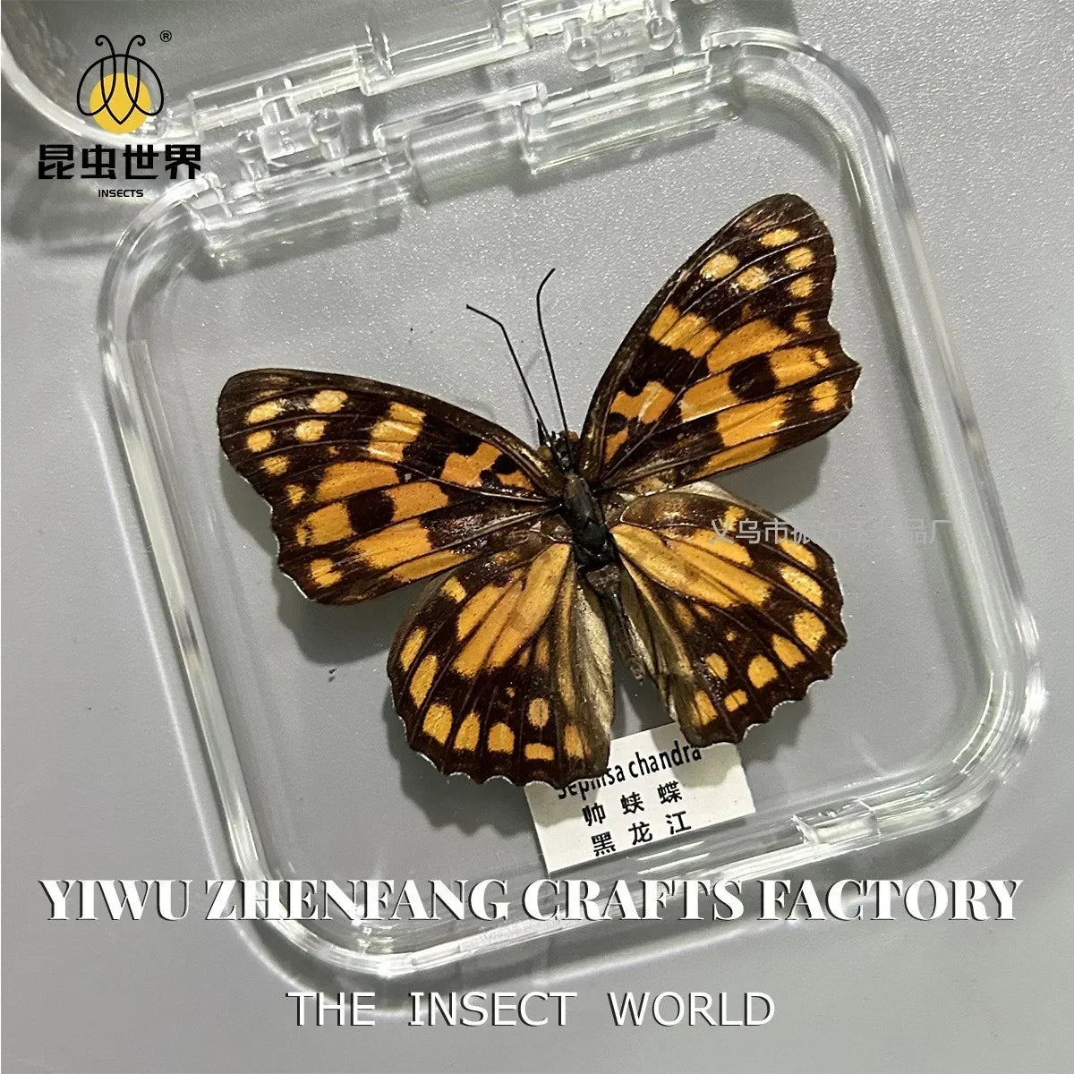 5Pcs Real Chinese Butterfly Specimen, For Girls, Children's Day, Teachers' Day Exquisite Gifts, home decor