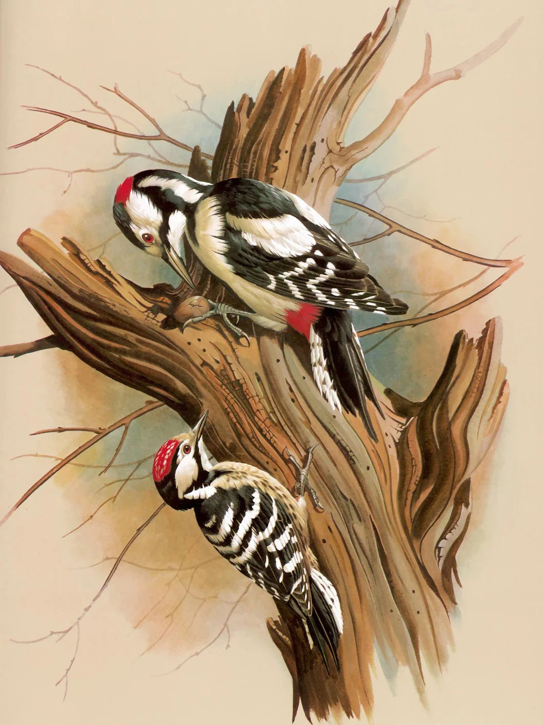 Huacan Diy Diamond Painting Animal Full Drill Embroidery Bird Home Decor Gift Rhinestone Pictures Craft Kit