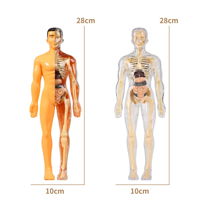 3D Human Torso Model Children's Anatomical Human Skeleton Organ