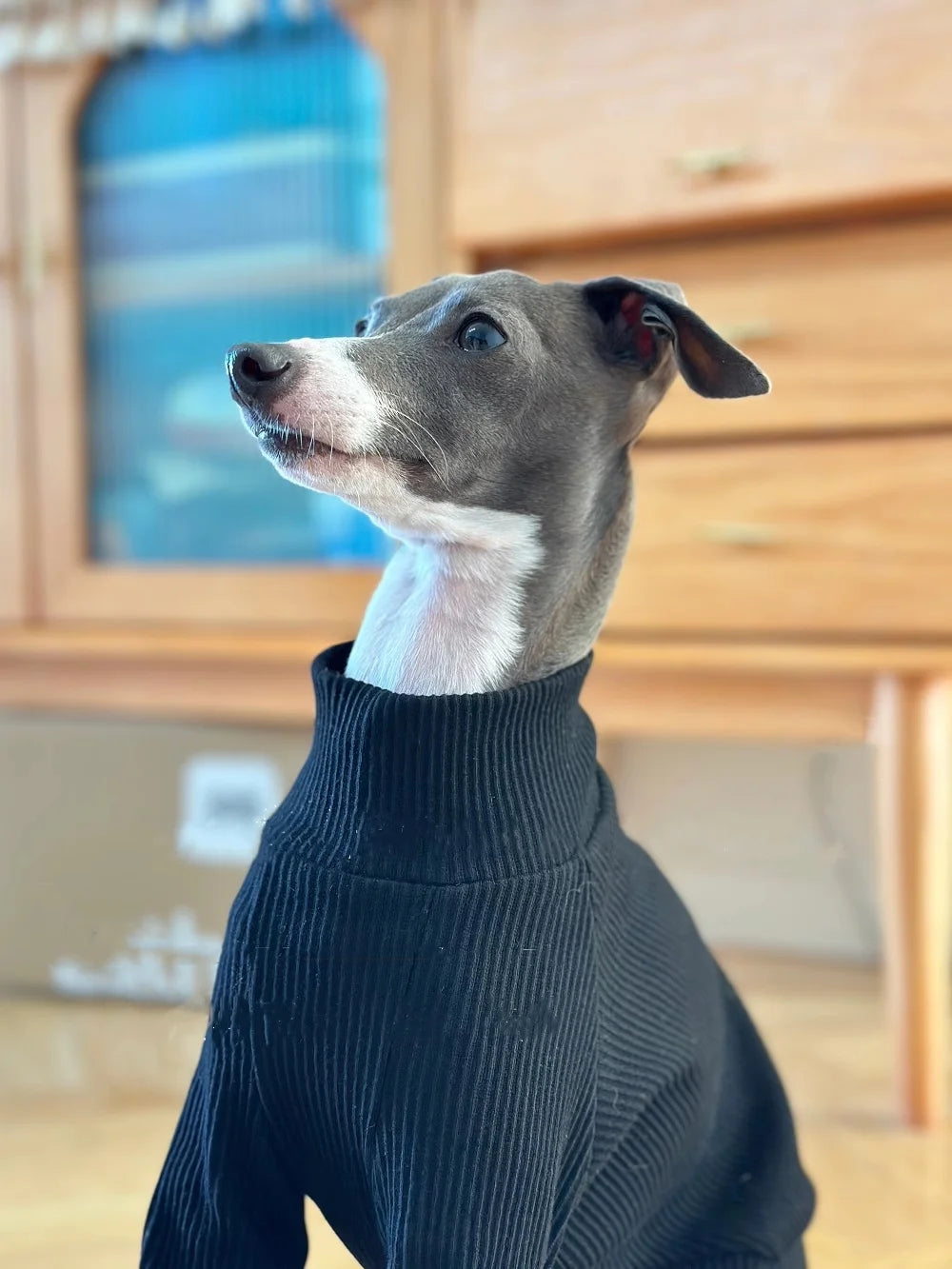Clothing for Dogs Cute Winter Puppy Clothes Autumn Warm 4-legged Cotton Coffee Coat for Italian Greyhound Whippet Dog Sweatshirt