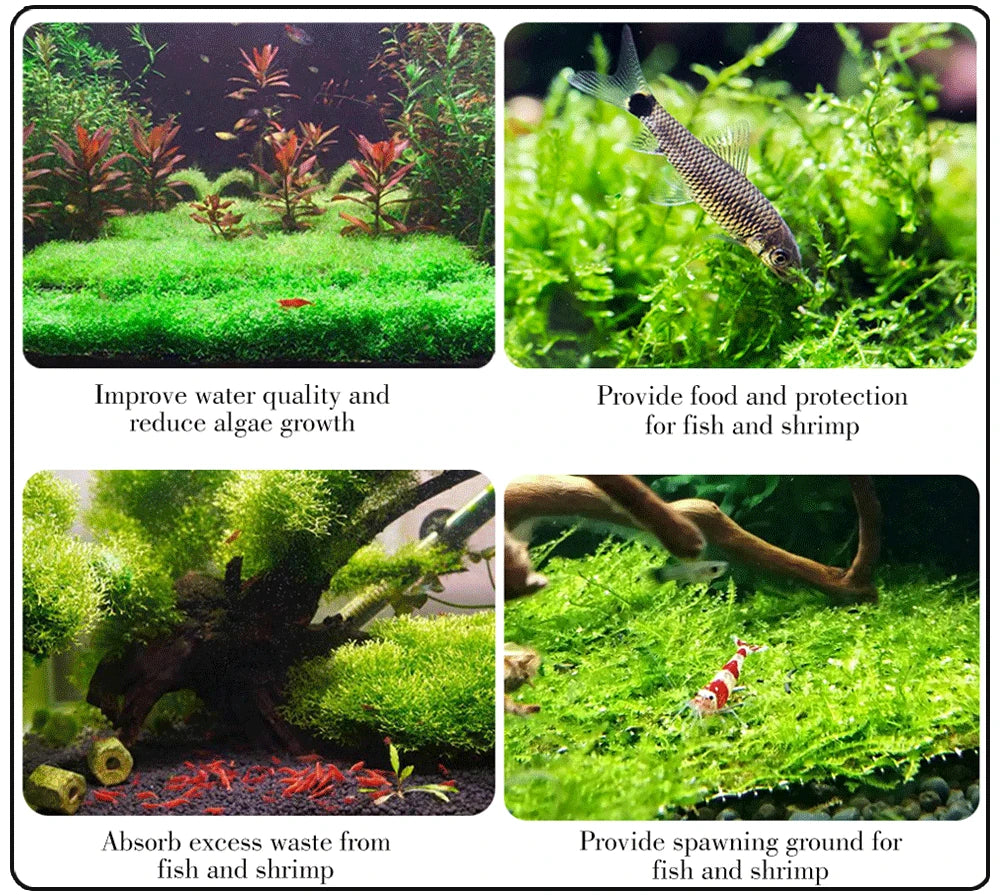 Aquarium Stainless Steel Wire Mesh Pad Aquatic Moss Plants Fixing Holder Landscaping Fish Tank Decoration Aquatic Accessories