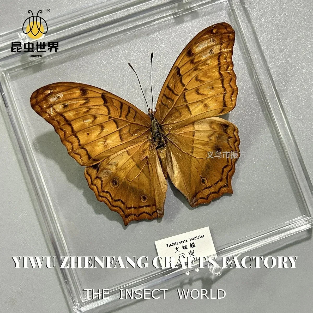 5Pcs Real Chinese Butterfly Specimen, For Girls, Children's Day, Teachers' Day Exquisite Gifts, home decor
