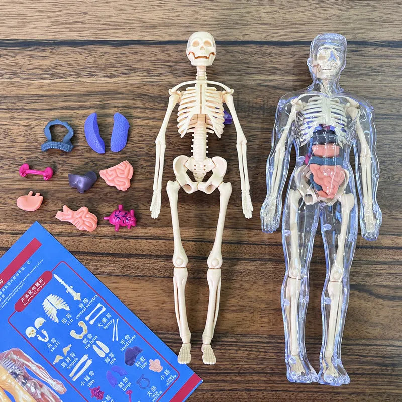 3D Human Torso Model Children's Anatomical Human Skeleton Organ