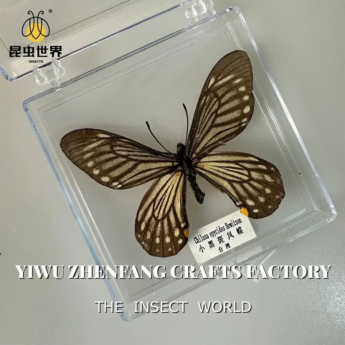 5Pcs Real Chinese Butterfly Specimen, For Girls, Children's Day, Teachers' Day Exquisite Gifts, home decor