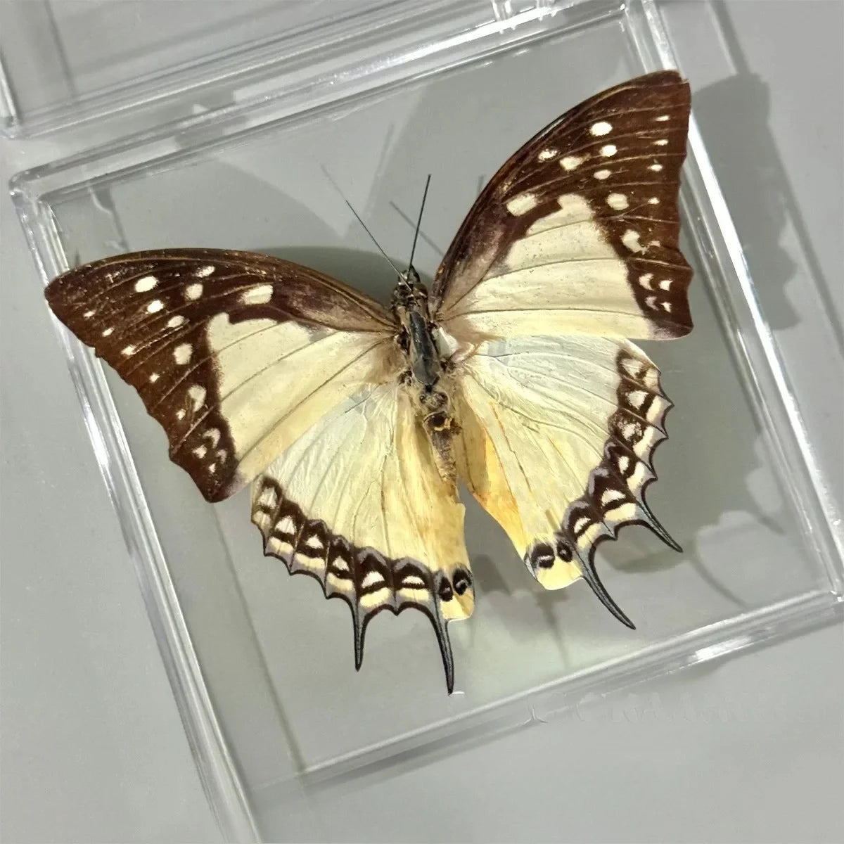 5Pcs Real Chinese Butterfly Specimen, For Girls, Children's Day, Teachers' Day Exquisite Gifts, home decor