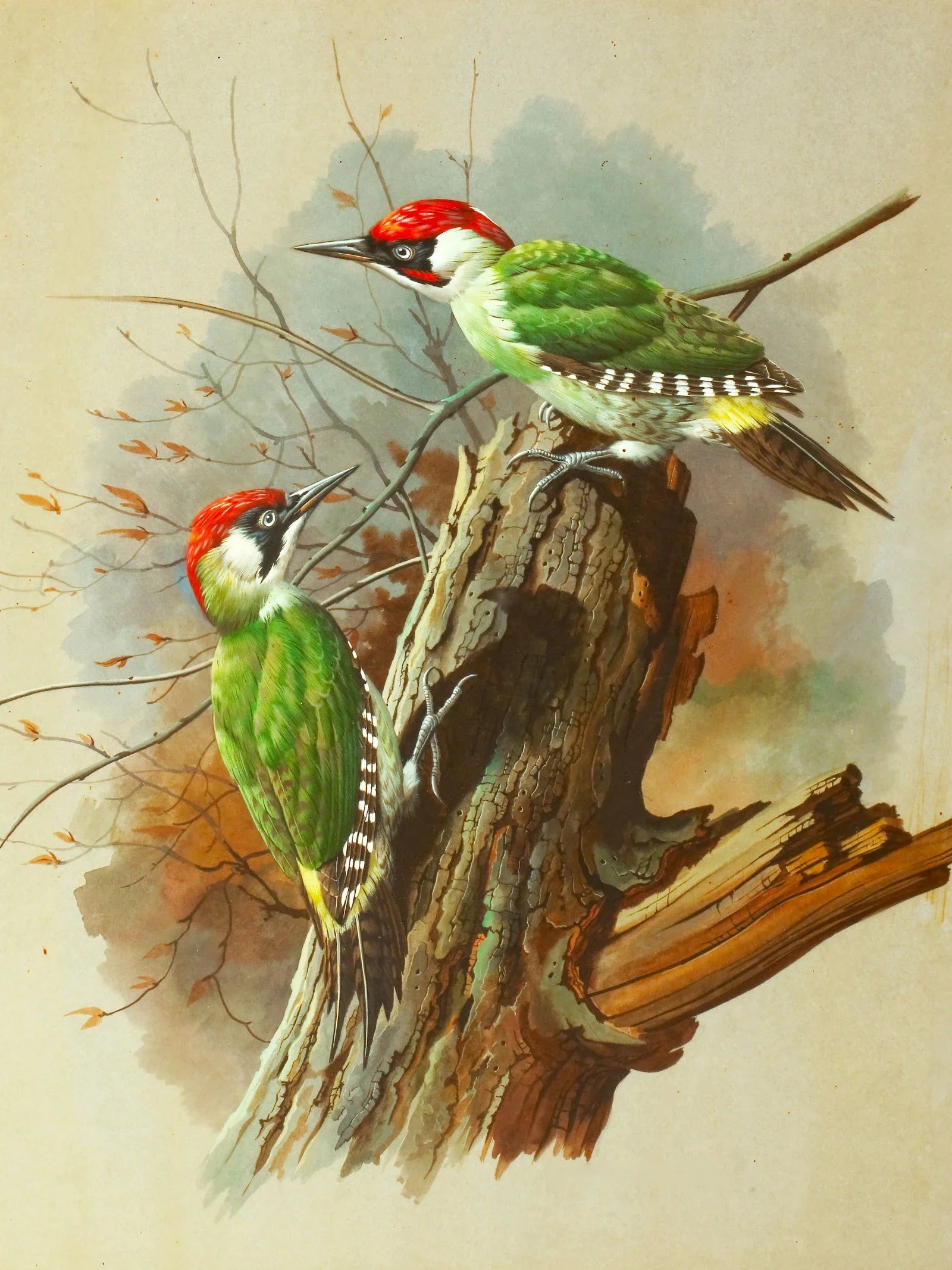 Huacan Diy Diamond Painting Animal Full Drill Embroidery Bird Home Decor Gift Rhinestone Pictures Craft Kit