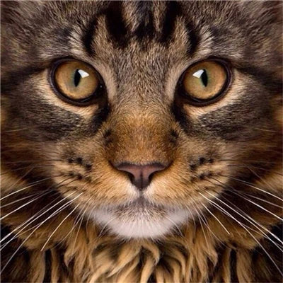 Huacan Diy Diamond Painting Full Drill Cat Home Decor Diamond Art Embroidery Mosaic Animal Wall Sticker
