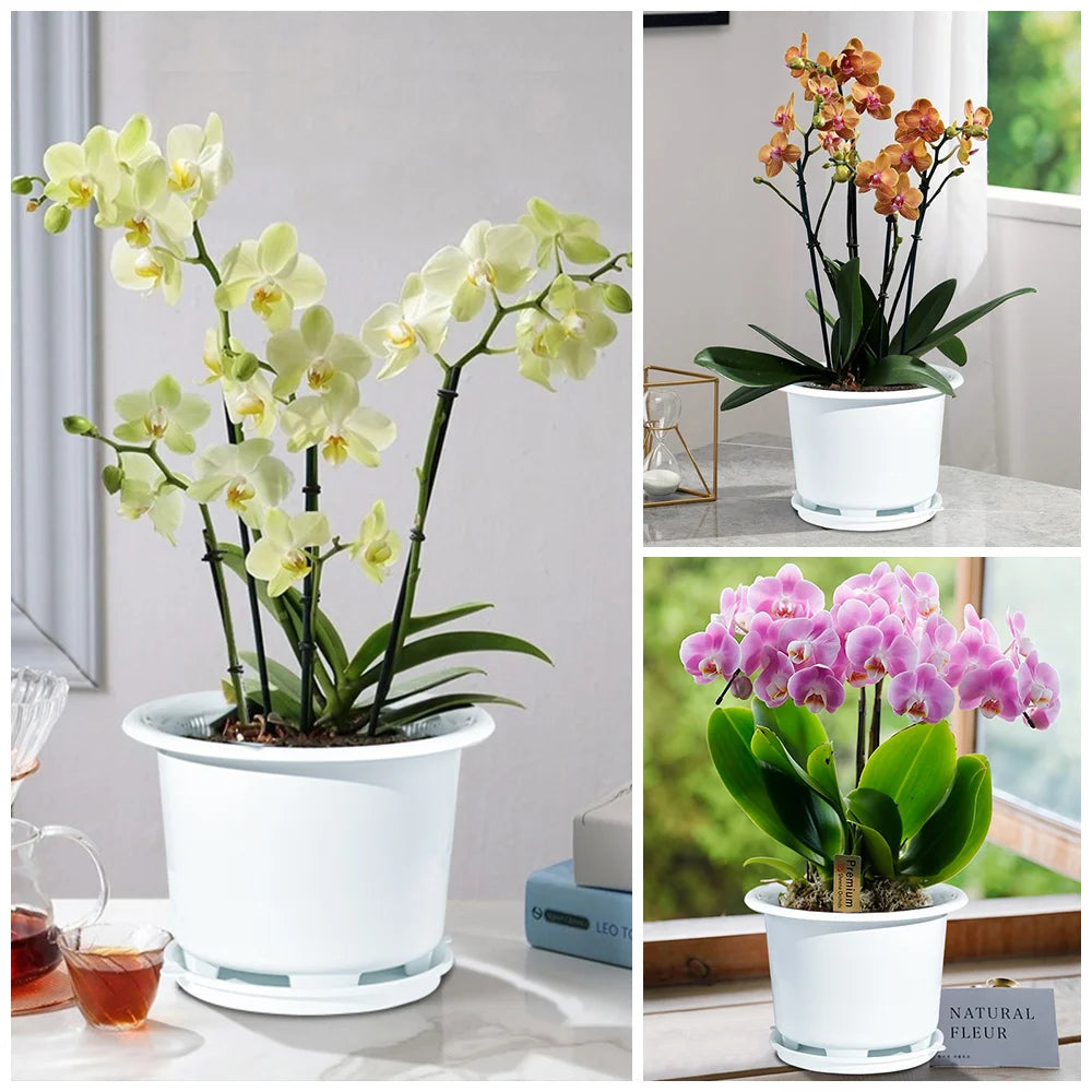 Meshpot 20cm Plastic Orchid Pot Flower Pot Garden Pot Planter Holder Home Decor,Enhance Root Quantity and Activity Good air