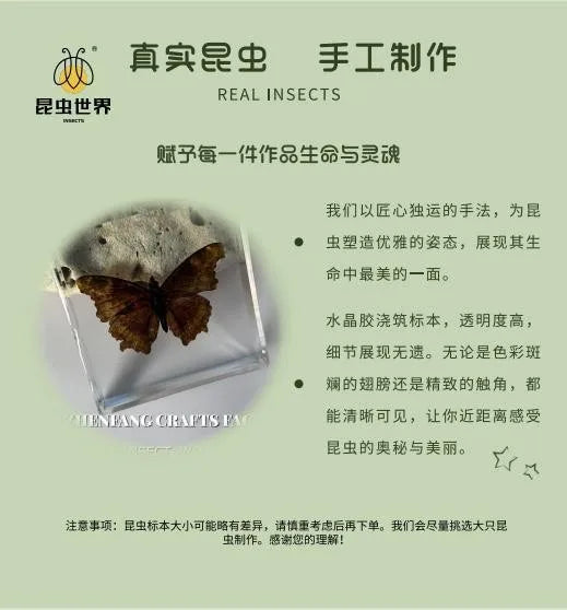 5Pcs Real Chinese Butterfly Specimen, For Girls, Children's Day, Teachers' Day Exquisite Gifts, home decor