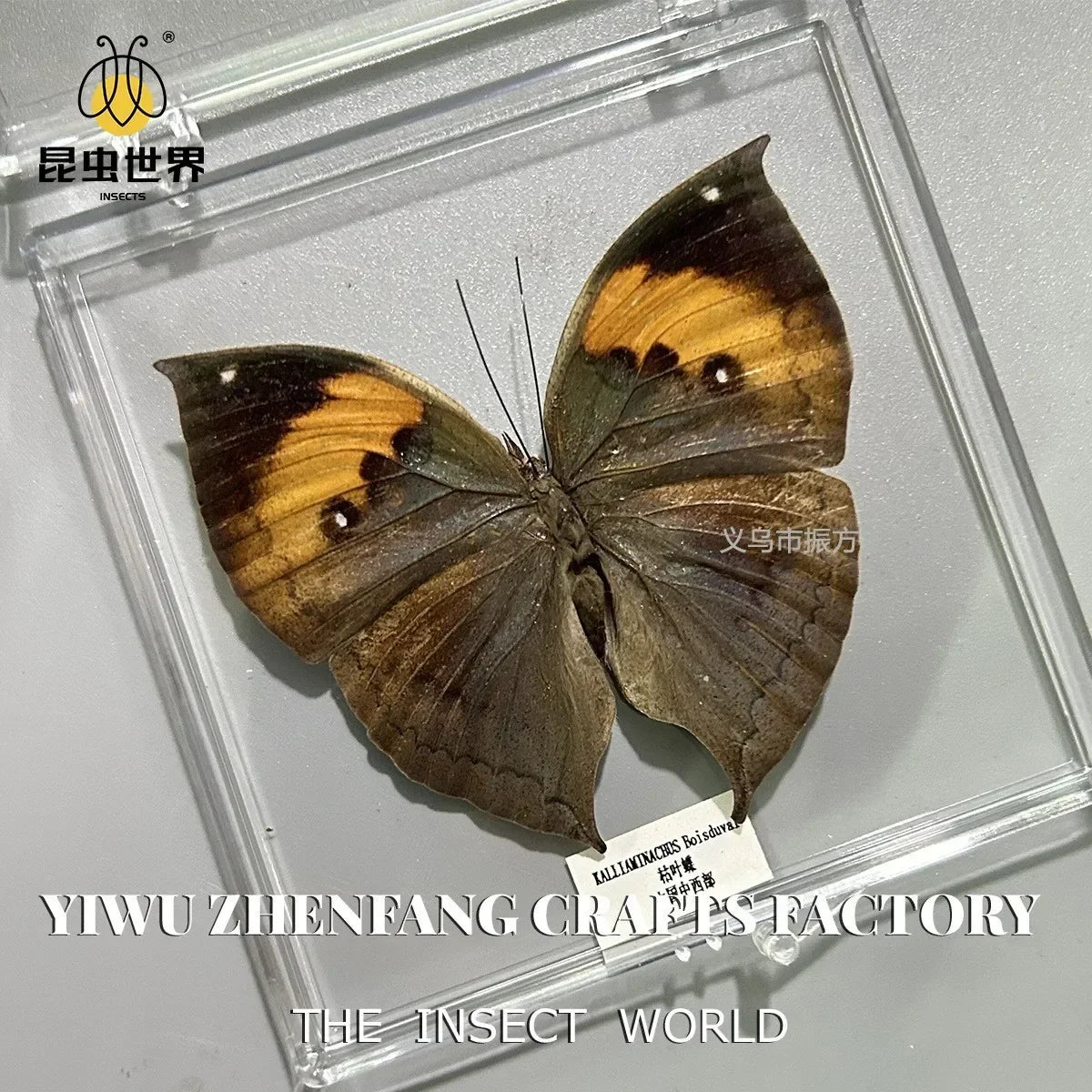 5Pcs Real Chinese Butterfly Specimen, For Girls, Children's Day, Teachers' Day Exquisite Gifts, home decor