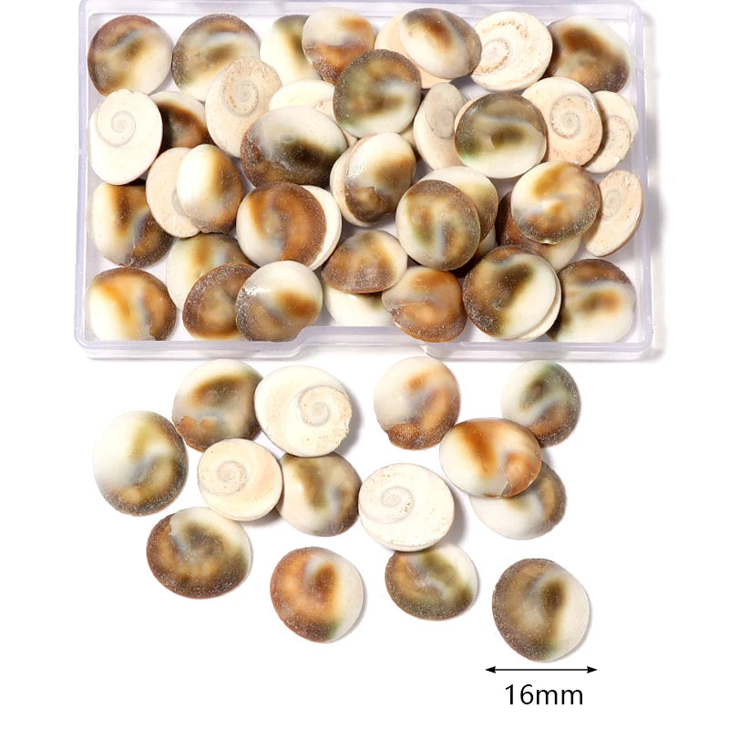 1 Box Sea Shell Spiral Shell Tiny Ocean Spiral Seashell Conch Crafts Aquarium Decoration Landscaping Accessory Photography Props