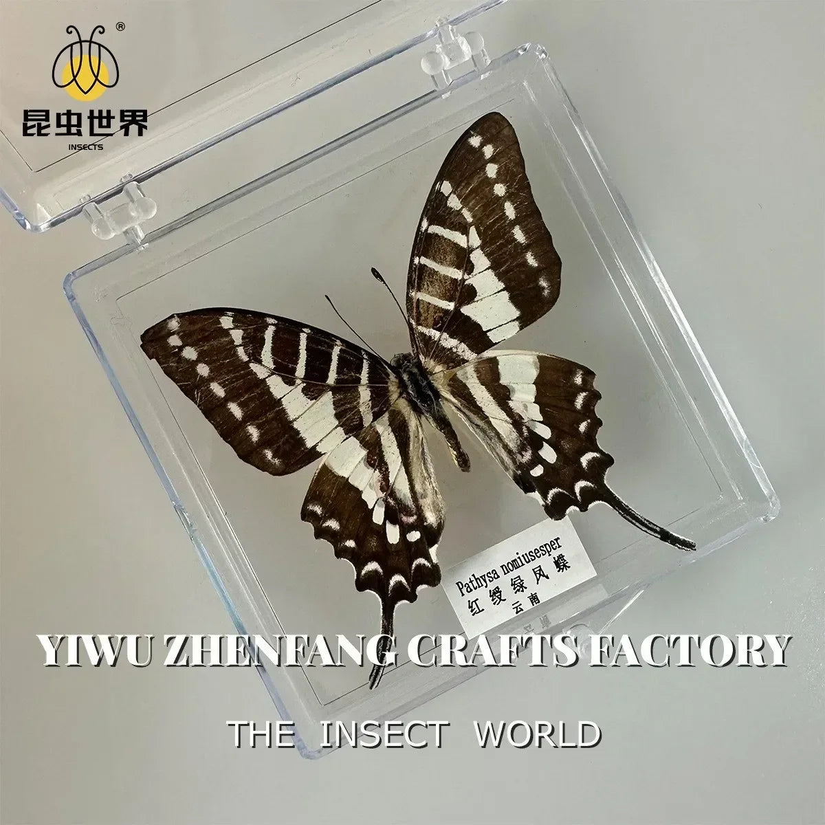 5Pcs Real Chinese Butterfly Specimen, For Girls, Children's Day, Teachers' Day Exquisite Gifts, home decor