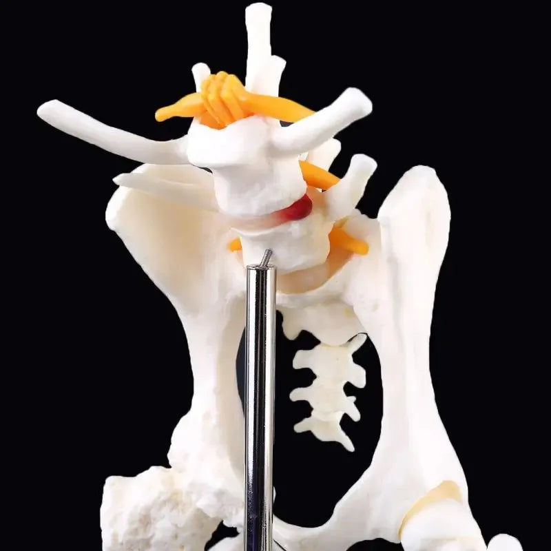 Anatomy Osteoporosis Dog Hip Model Dog Skeleton Animal Skeleton Canine Pet Veterinary Teaching