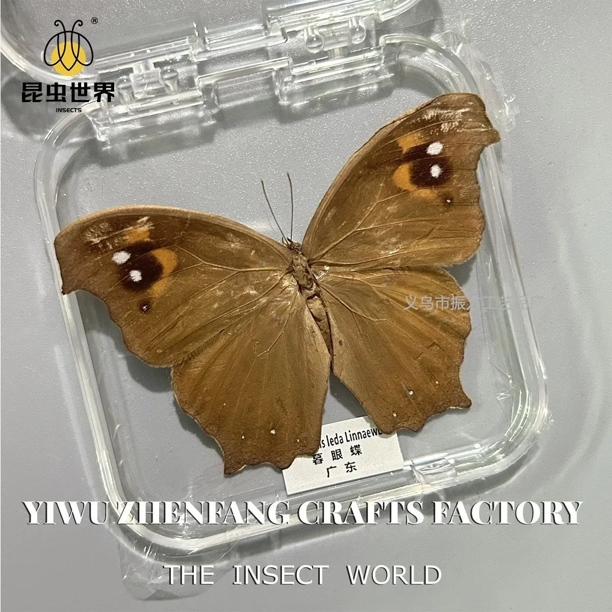 5Pcs Real Chinese Butterfly Specimen, For Girls, Children's Day, Teachers' Day Exquisite Gifts, home decor