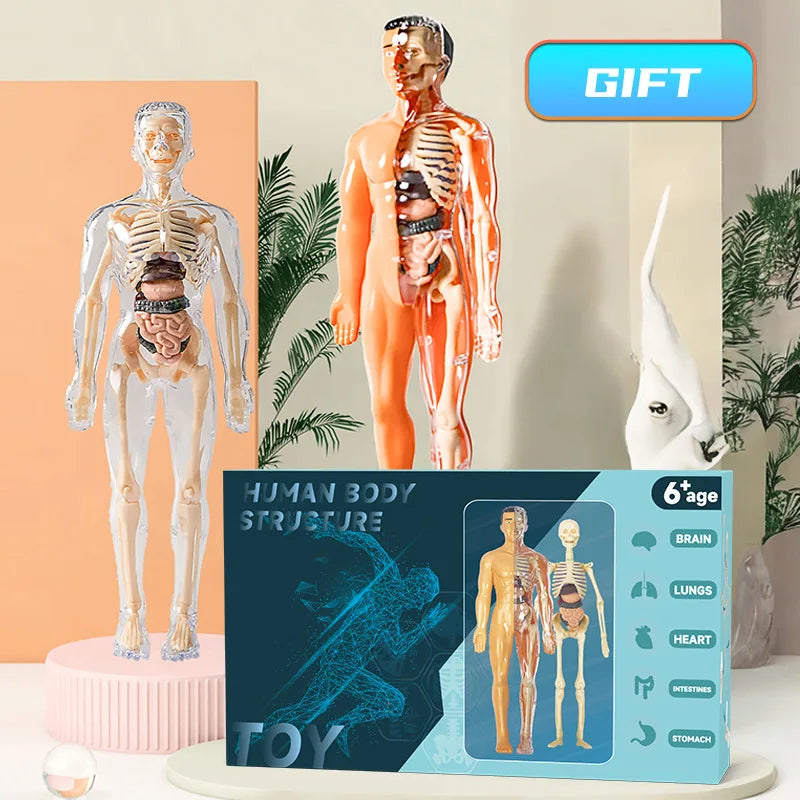 3D Human Torso Model Children's Anatomical Human Skeleton Organ