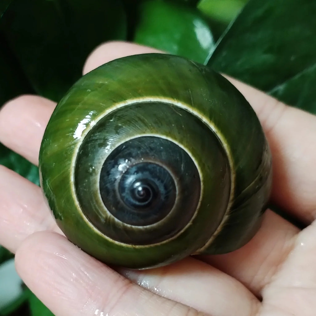 Green Jade Snail Natural Dyakiidae Snails Shell Specimen Collection Fish Tank Landscaping Aquarium Decoration Ornaments
