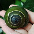 Green Jade Snail Natural Dyakiidae Snails Shell Specimen Collection Fish Tank Landscaping Aquarium Decoration Ornaments