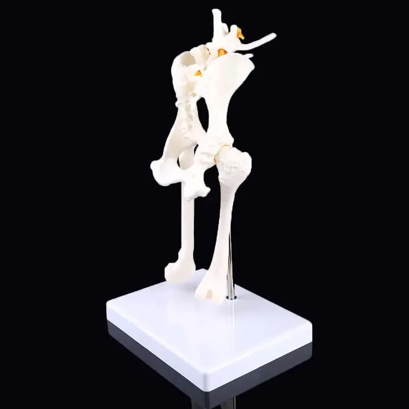 Anatomy Osteoporosis Dog Hip Model Dog Skeleton Animal Skeleton Canine Pet Veterinary Teaching
