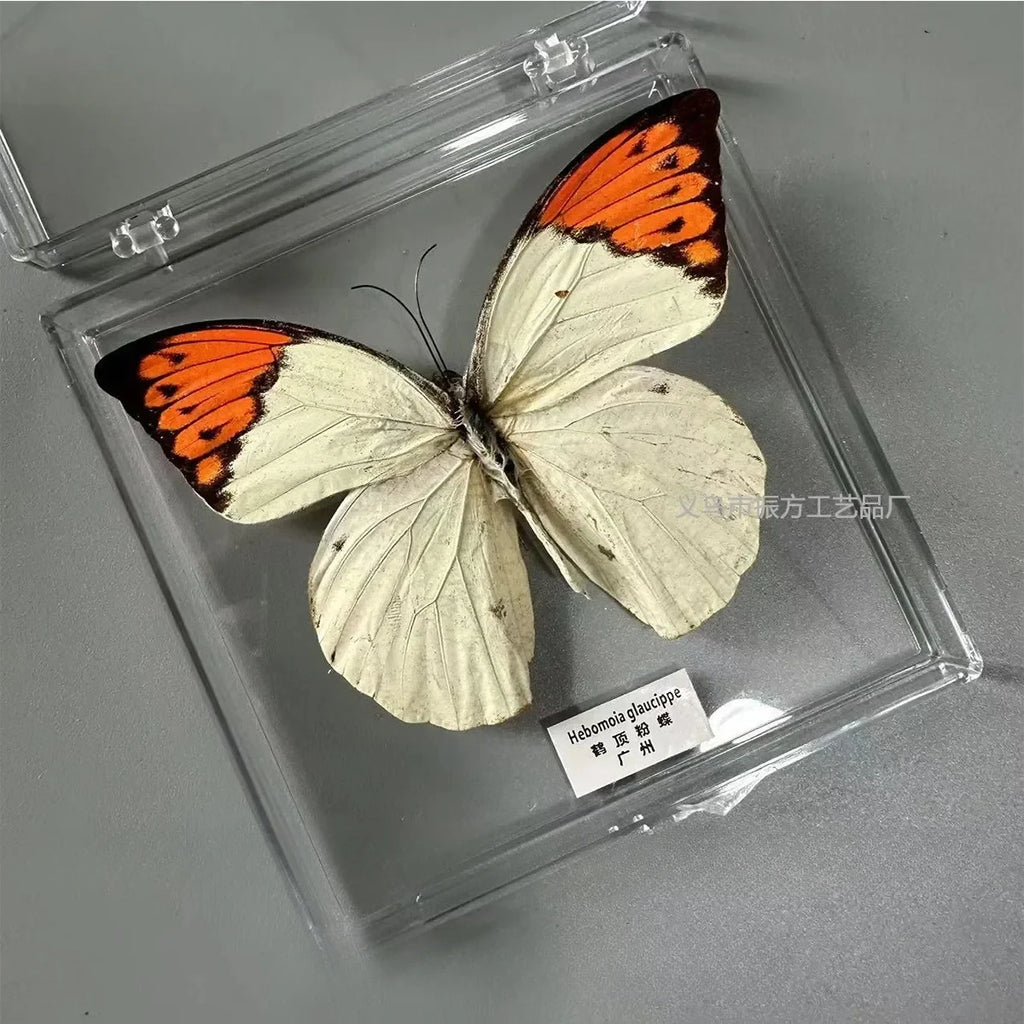 5Pcs Real Chinese Butterfly Specimen, For Girls, Children's Day, Teachers' Day Exquisite Gifts, home decor