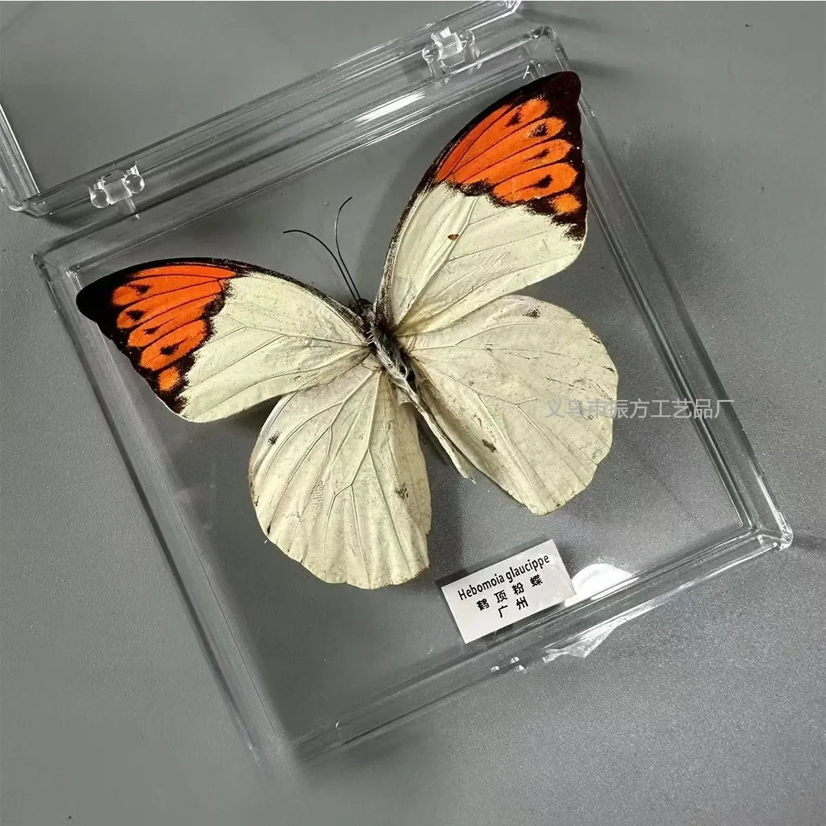 5Pcs Real Chinese Butterfly Specimen, For Girls, Children's Day, Teachers' Day Exquisite Gifts, home decor