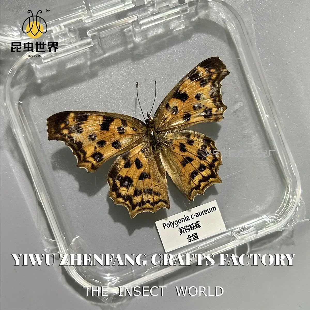 5Pcs Real Chinese Butterfly Specimen, For Girls, Children's Day, Teachers' Day Exquisite Gifts, home decor