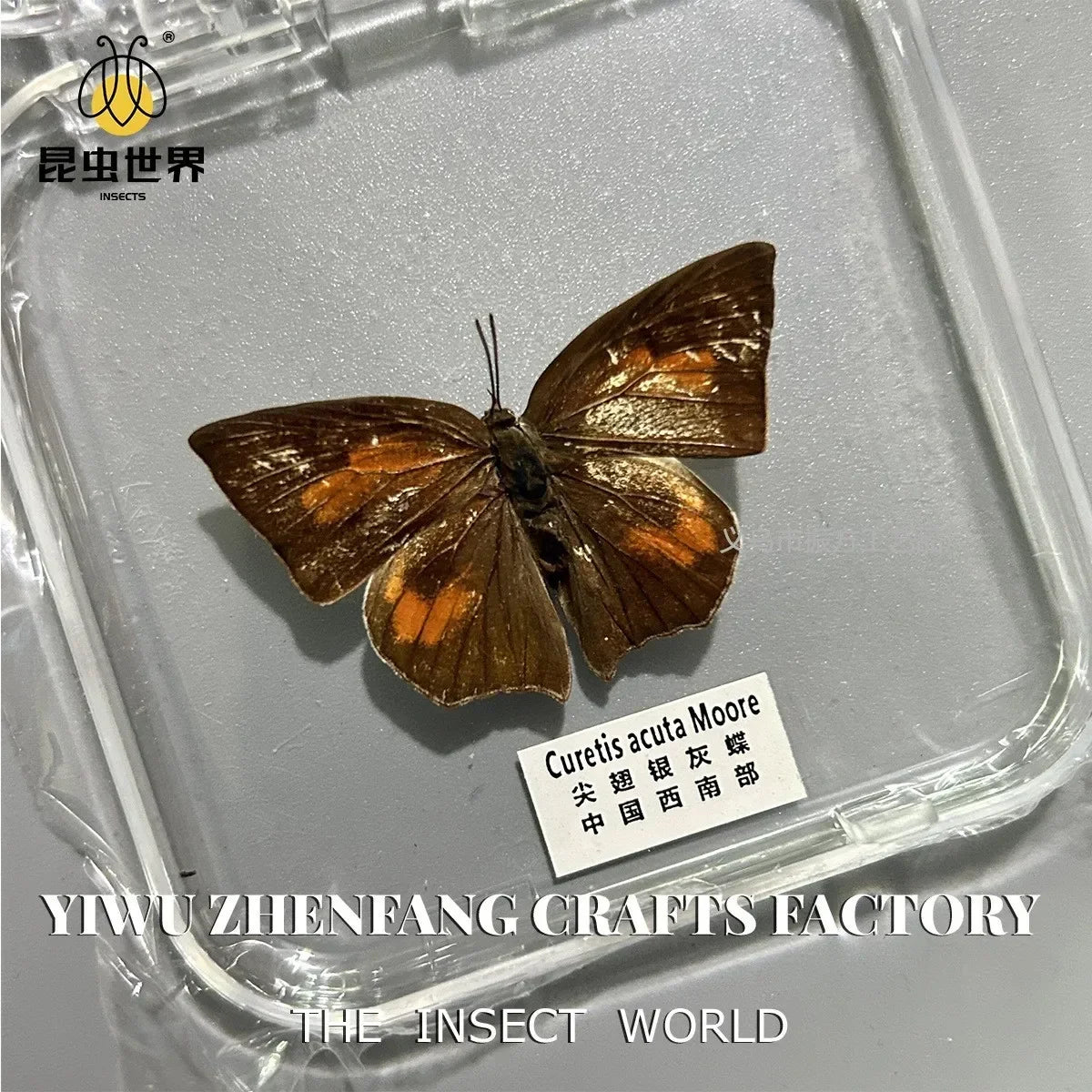 5Pcs Real Chinese Butterfly Specimen, For Girls, Children's Day, Teachers' Day Exquisite Gifts, home decor