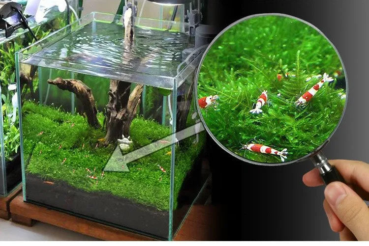 Aquarium Stainless Steel Wire Mesh Pad Aquatic Moss Plants Fixing Holder Landscaping Fish Tank Decoration Aquatic Accessories