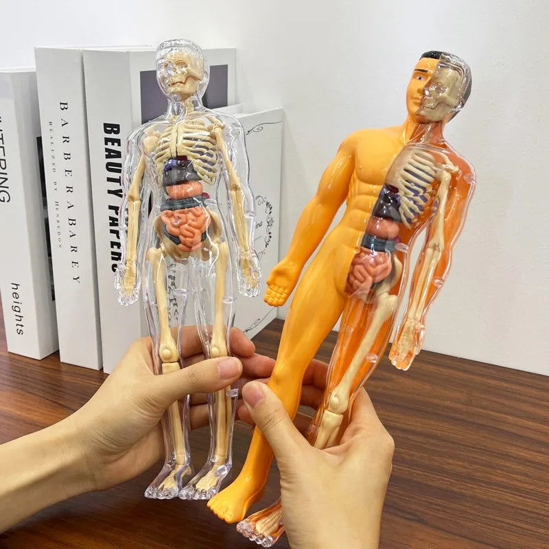 3D Human Torso Model Children's Anatomical Human Skeleton Organ