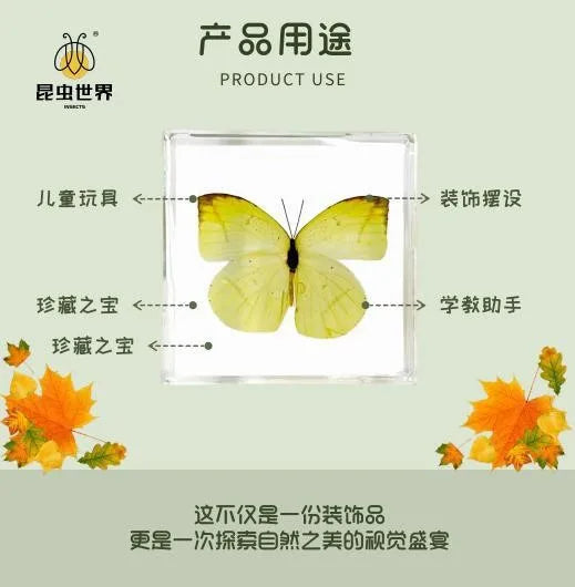 5Pcs Real Chinese Butterfly Specimen, For Girls, Children's Day, Teachers' Day Exquisite Gifts, home decor