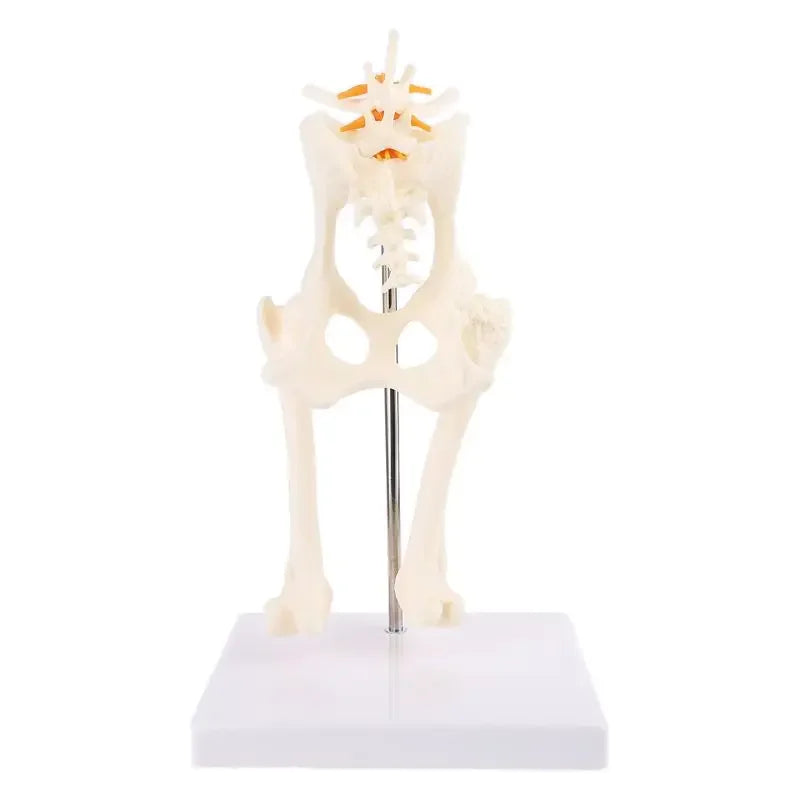 Anatomy Osteoporosis Dog Hip Model Dog Skeleton Animal Skeleton Canine Pet Veterinary Teaching