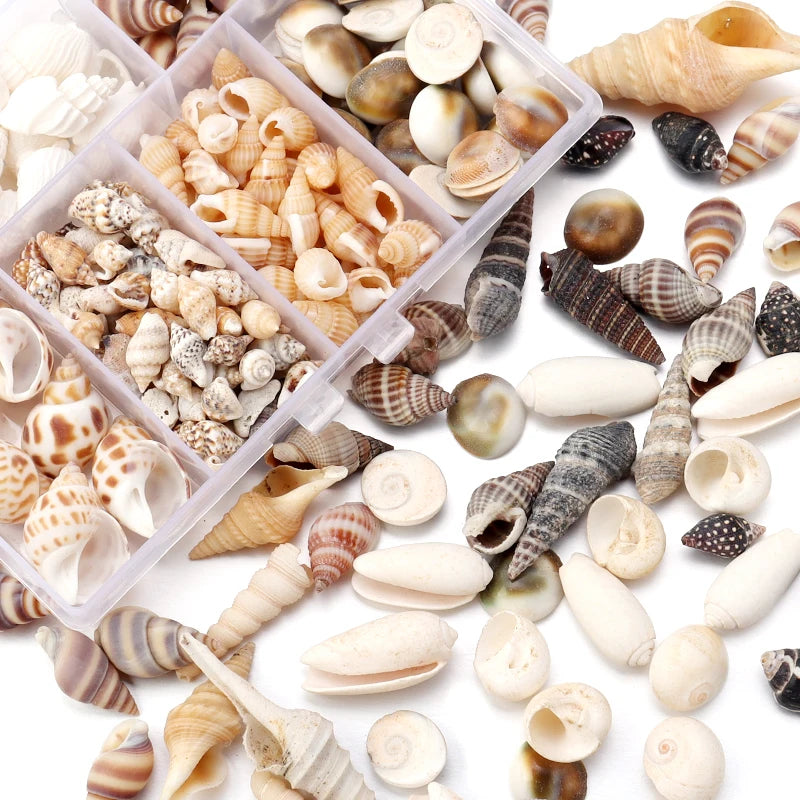 1 Box Sea Shell Spiral Shell Tiny Ocean Spiral Seashell Conch Crafts Aquarium Decoration Landscaping Accessory Photography Props