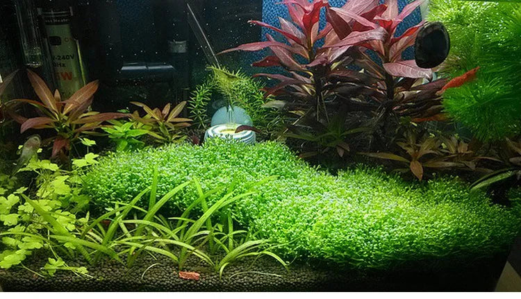 Aquarium Stainless Steel Wire Mesh Pad Aquatic Moss Plants Fixing Holder Landscaping Fish Tank Decoration Aquatic Accessories