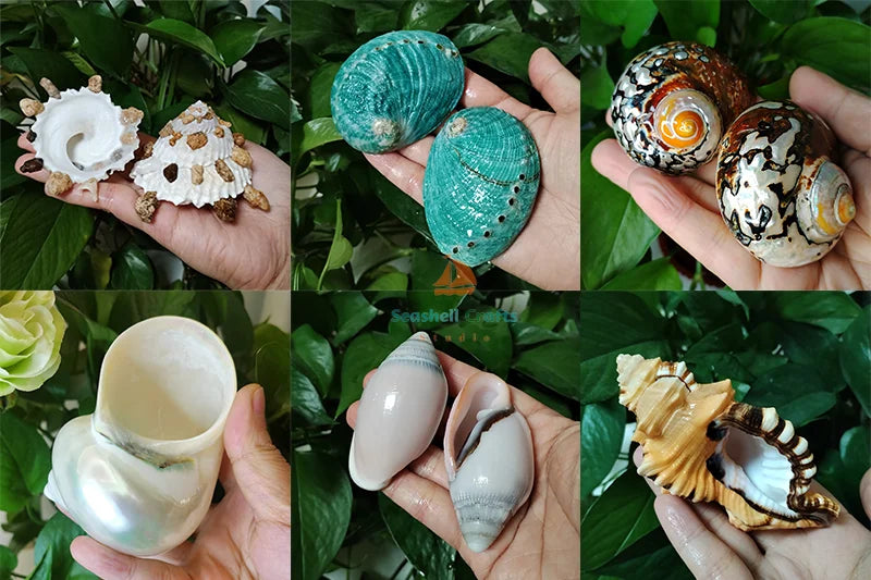 Green Jade Snail Natural Dyakiidae Snails Shell Specimen Collection Fish Tank Landscaping Aquarium Decoration Ornaments