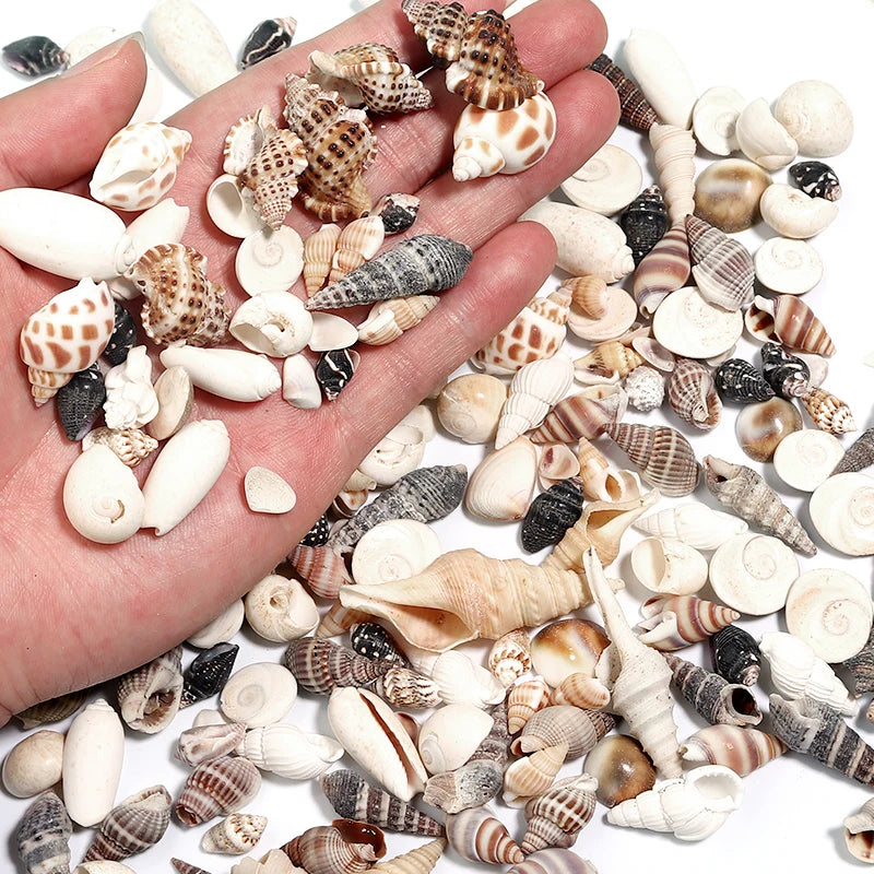 1 Box Sea Shell Spiral Shell Tiny Ocean Spiral Seashell Conch Crafts Aquarium Decoration Landscaping Accessory Photography Props