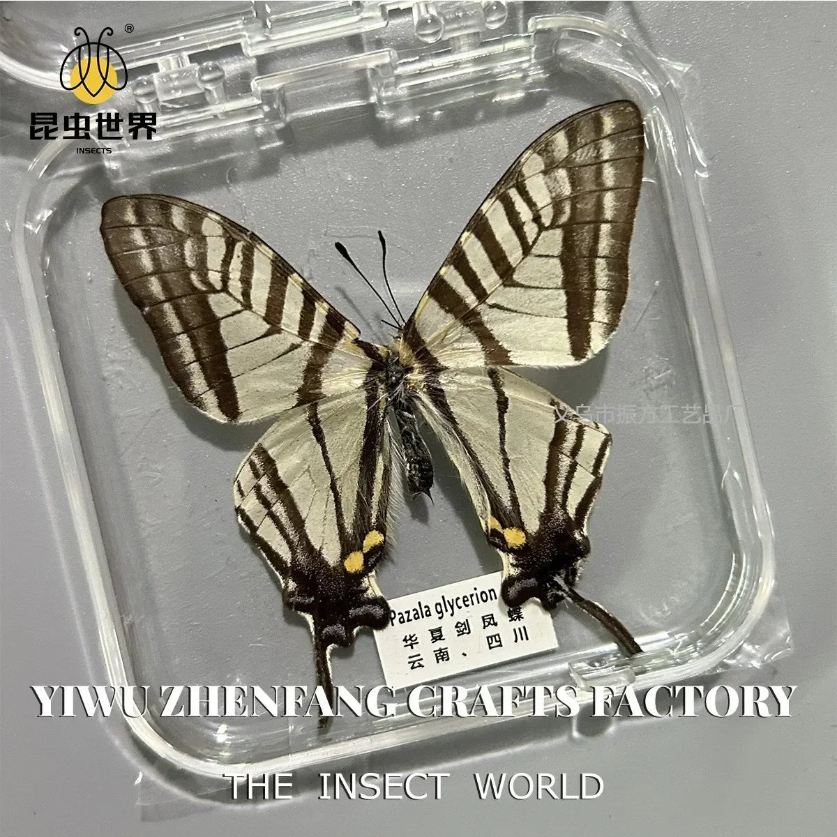 5Pcs Real Chinese Butterfly Specimen, For Girls, Children's Day, Teachers' Day Exquisite Gifts, home decor